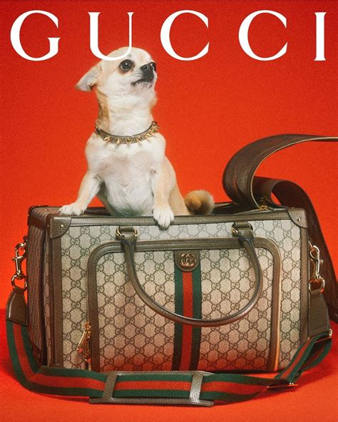 gucci puppy bag|new Gucci pet collection.